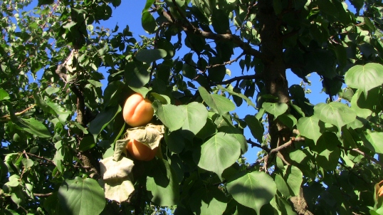 Apricots, K&J Orchard