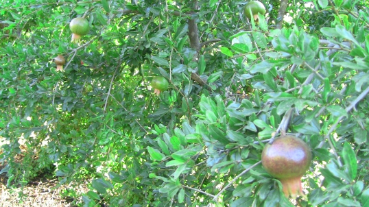 White pomegranate on tree